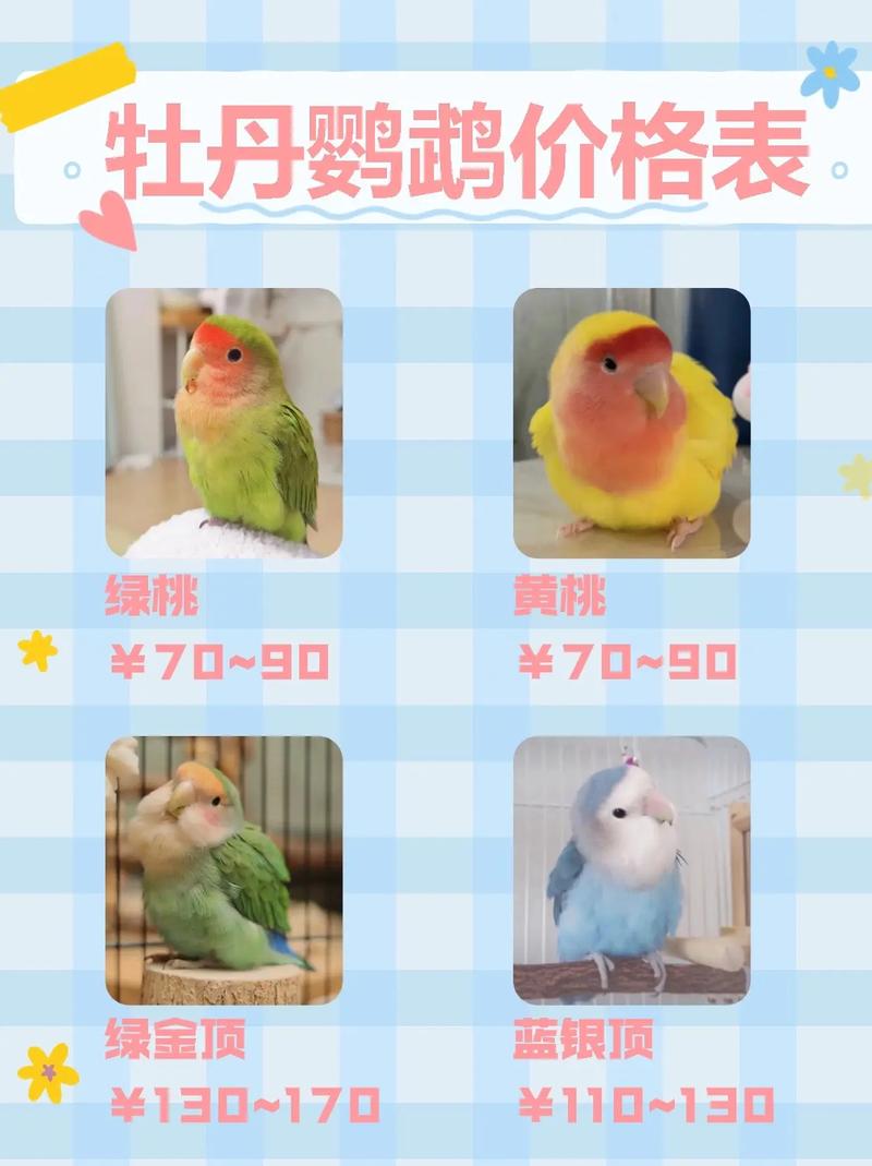 红翅鹦鹉会说话吗,红嘴鹦鹉会说话吗?-第4张图片 红翅鹦鹉会说话吗,红嘴鹦鹉会说话吗?-第4张图片