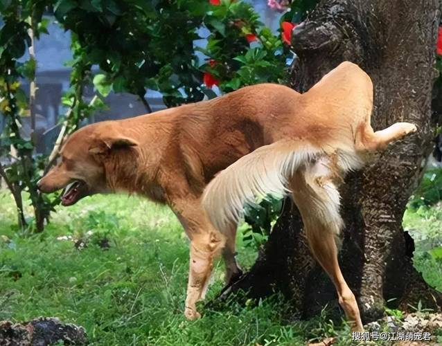 公犬尿道口黄脓,公犬尿道口黄脓可以用甲硝唑吗-第1张图片 公犬尿道口黄脓,公犬尿道口黄脓可以用甲硝唑吗-第1张图片