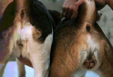 公犬尿道口黄脓,公犬尿道口黄脓可以用甲硝唑吗-第2张图片 公犬尿道口黄脓,公犬尿道口黄脓可以用甲硝唑吗-第2张图片