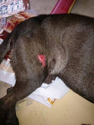 公犬尿道口黄脓,公犬尿道口黄脓可以用甲硝唑吗-第3张图片 公犬尿道口黄脓,公犬尿道口黄脓可以用甲硝唑吗-第3张图片