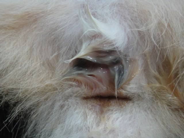 公犬尿道口黄脓,公犬尿道口黄脓可以用甲硝唑吗-第5张图片 公犬尿道口黄脓,公犬尿道口黄脓可以用甲硝唑吗-第5张图片