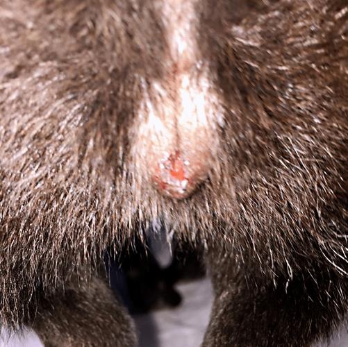 公犬尿道口黄脓,公犬尿道口黄脓可以用甲硝唑吗-第6张图片 公犬尿道口黄脓,公犬尿道口黄脓可以用甲硝唑吗-第6张图片