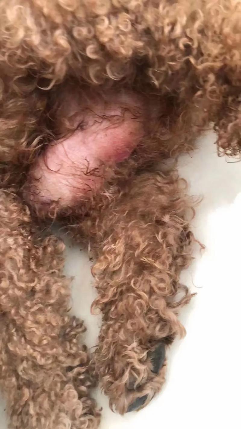 公犬尿道口黄脓,公犬尿道口黄脓可以用甲硝唑吗-第7张图片 公犬尿道口黄脓,公犬尿道口黄脓可以用甲硝唑吗-第7张图片