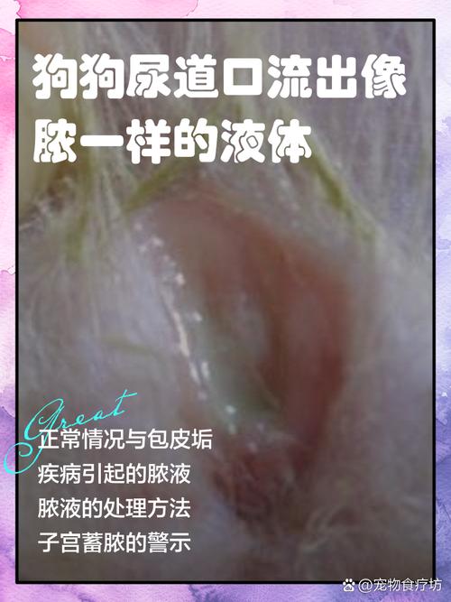公犬尿道口黄脓,公犬尿道口黄脓可以用甲硝唑吗-第8张图片 公犬尿道口黄脓,公犬尿道口黄脓可以用甲硝唑吗-第8张图片