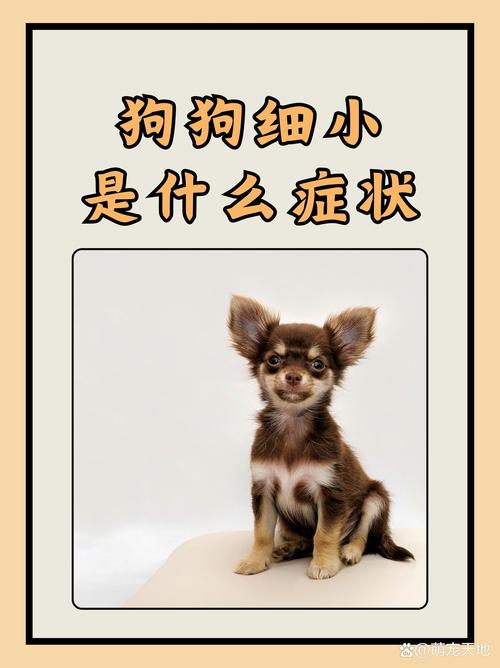 狗狗得细小会传染人吗-狗狗得了细小会传染给小孩吗-第1张图片 狗狗得细小会传染人吗-狗狗得了细小会传染给小孩吗-第1张图片
