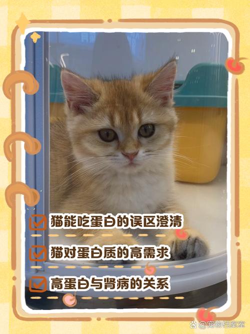 解析“猫可以吃蛋白吗”你不知道的事-第1张图片 解析“猫可以吃蛋白吗”你不知道的事-第1张图片