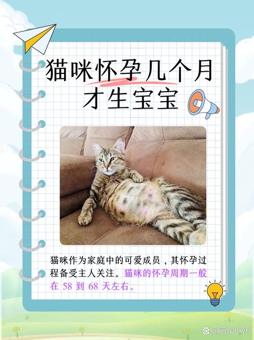 解析“猫咪怀胎几个月”你不知道的事-第4张图片 解析“猫咪怀胎几个月”你不知道的事-第4张图片