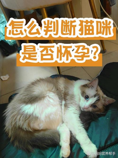 解析“猫咪怀胎几个月”你不知道的事-第5张图片 解析“猫咪怀胎几个月”你不知道的事-第5张图片