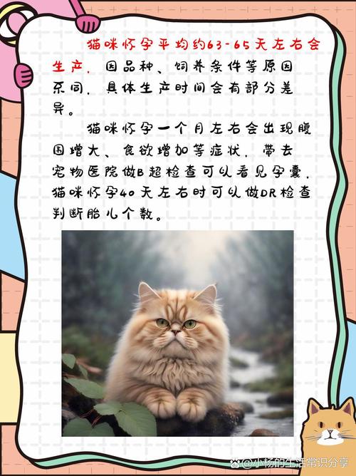 解析“猫咪怀胎几个月”你不知道的事-第6张图片 解析“猫咪怀胎几个月”你不知道的事-第6张图片
