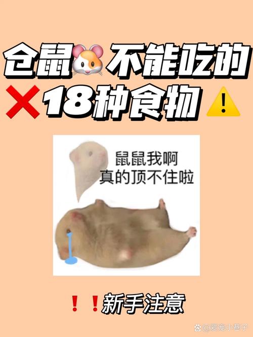 仓鼠能吃橘子吗，仓鼠能吃橘子吗一次喂多少