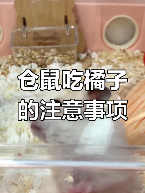 仓鼠能吃橘子吗,仓鼠能吃橘子吗一次喂多少-第2张图片 仓鼠能吃橘子吗,仓鼠能吃橘子吗一次喂多少-第2张图片
