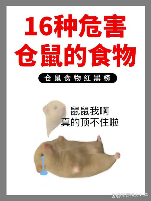 仓鼠能吃橘子吗,仓鼠能吃橘子吗一次喂多少-第5张图片 仓鼠能吃橘子吗,仓鼠能吃橘子吗一次喂多少-第5张图片