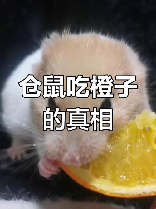 仓鼠能吃橘子吗,仓鼠能吃橘子吗一次喂多少-第7张图片 仓鼠能吃橘子吗,仓鼠能吃橘子吗一次喂多少-第7张图片