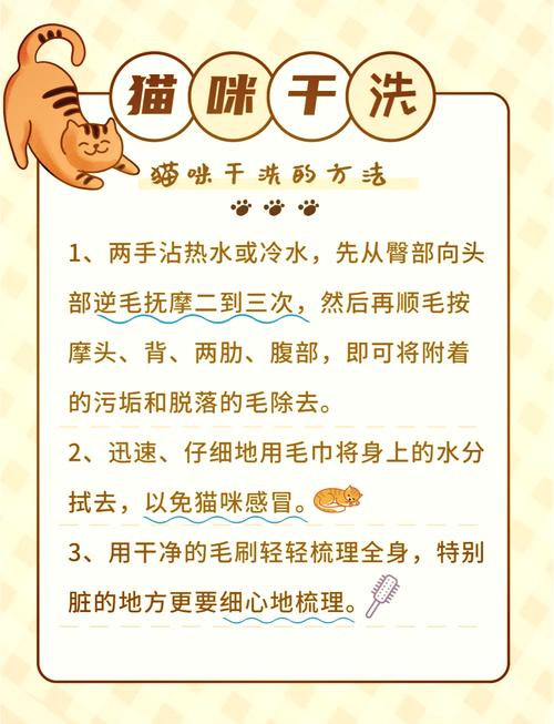 作为消费者“猫咪干洗怎么洗”你不能不知道-第1张图片 作为消费者“猫咪干洗怎么洗”你不能不知道-第1张图片
