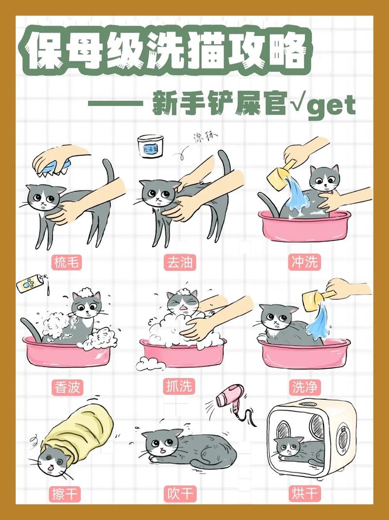 作为消费者“猫咪干洗怎么洗”你不能不知道-第3张图片 作为消费者“猫咪干洗怎么洗”你不能不知道-第3张图片