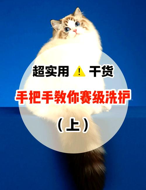 作为消费者“猫咪干洗怎么洗”你不能不知道-第5张图片 作为消费者“猫咪干洗怎么洗”你不能不知道-第5张图片