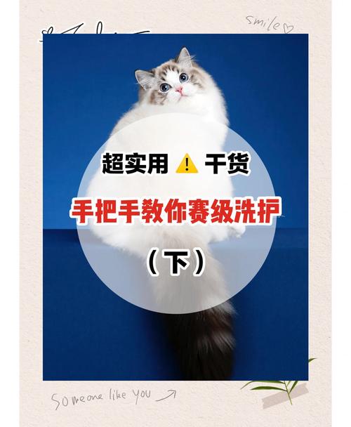 作为消费者“猫咪干洗怎么洗”你不能不知道-第6张图片 作为消费者“猫咪干洗怎么洗”你不能不知道-第6张图片
