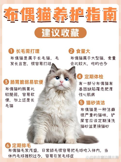 作为消费者“猫咪干洗怎么洗”你不能不知道-第9张图片 作为消费者“猫咪干洗怎么洗”你不能不知道-第9张图片