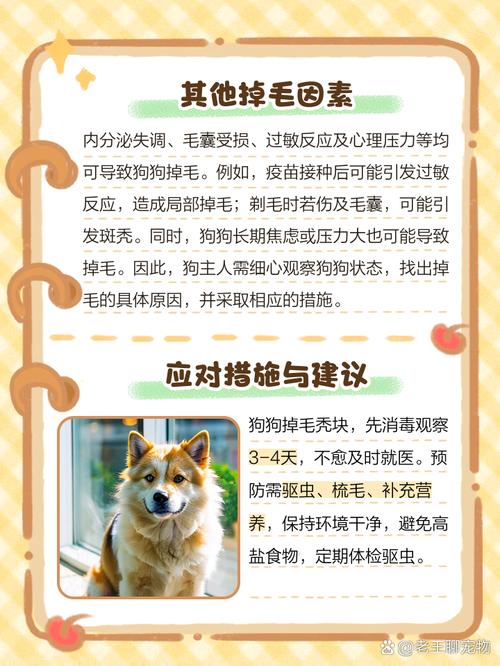狗狗斑秃掉毛怎么治疗/小狗斑秃治疗方法-第9张图片 狗狗斑秃掉毛怎么治疗/小狗斑秃治疗方法-第9张图片