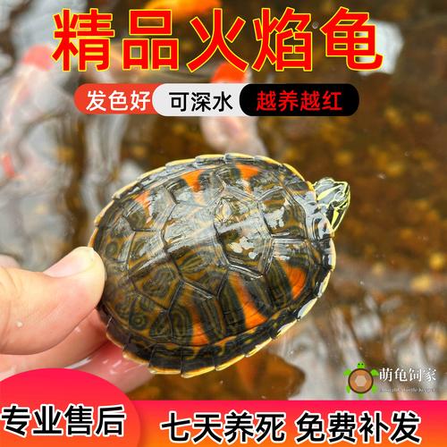 火焰龟怎样养才会红-火焰龟怎样养才会红眼睛-第5张图片 火焰龟怎样养才会红-火焰龟怎样养才会红眼睛-第5张图片