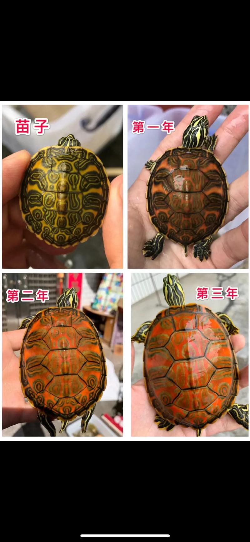 火焰龟怎样养才会红-火焰龟怎样养才会红眼睛-第8张图片 火焰龟怎样养才会红-火焰龟怎样养才会红眼睛-第8张图片