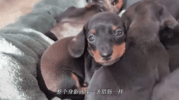 解析“腊肠狗是什么品种”你不知道的事-第1张图片 解析“腊肠狗是什么品种”你不知道的事-第1张图片