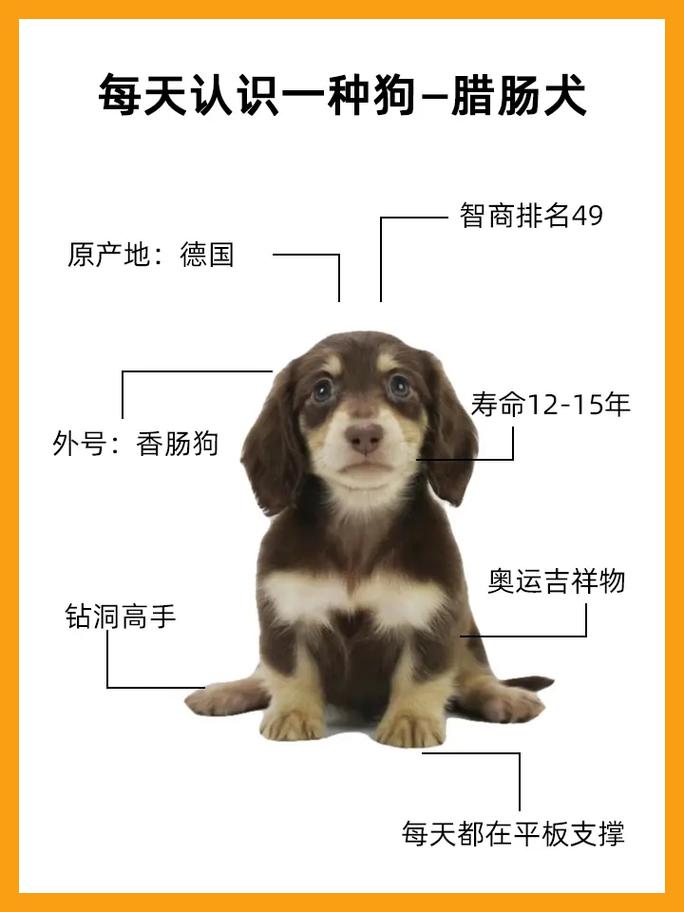 解析“腊肠狗是什么品种”你不知道的事-第2张图片 解析“腊肠狗是什么品种”你不知道的事-第2张图片
