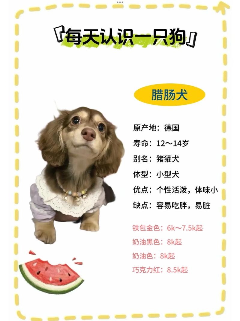 解析“腊肠狗是什么品种”你不知道的事-第8张图片 解析“腊肠狗是什么品种”你不知道的事-第8张图片