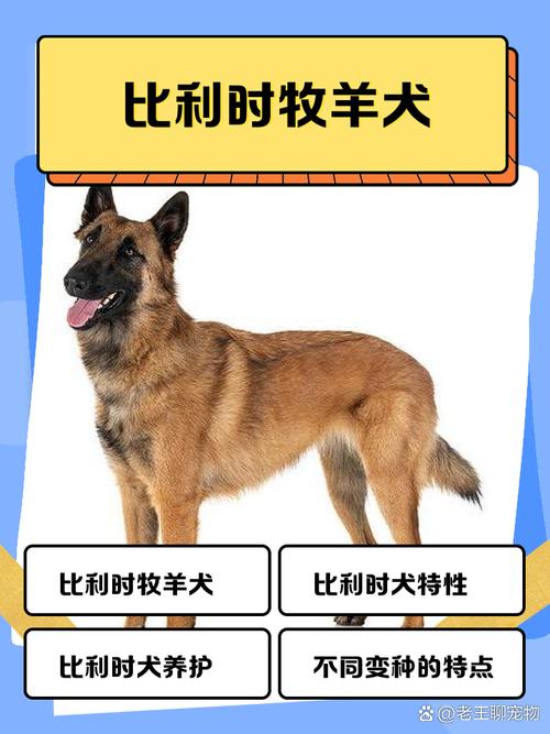 比利时牧羊犬费用及/比利时牧羊犬贵吗-第4张图片 比利时牧羊犬费用及/比利时牧羊犬贵吗-第4张图片
