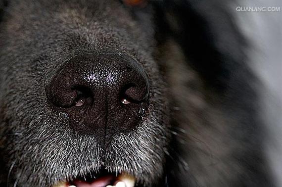 比利时牧羊犬费用及/比利时牧羊犬贵吗-第5张图片 比利时牧羊犬费用及/比利时牧羊犬贵吗-第5张图片