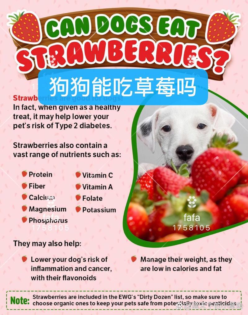 解析“狗狗吃草莓有什么好处”你不知道的事-第4张图片 解析“狗狗吃草莓有什么好处”你不知道的事-第4张图片