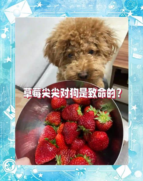 解析“狗狗吃草莓有什么好处”你不知道的事-第5张图片 解析“狗狗吃草莓有什么好处”你不知道的事-第5张图片