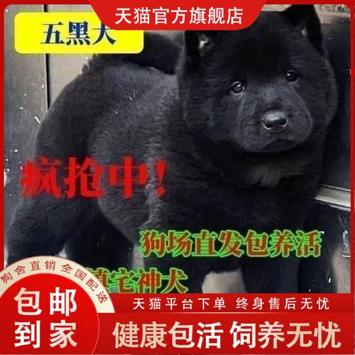解析“黑色的狗狗取什么名字”你不知道的事-第1张图片 解析“黑色的狗狗取什么名字”你不知道的事-第1张图片
