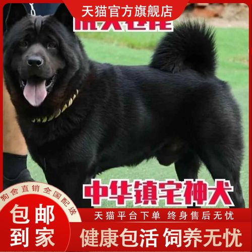 解析“黑色的狗狗取什么名字”你不知道的事-第2张图片 解析“黑色的狗狗取什么名字”你不知道的事-第2张图片