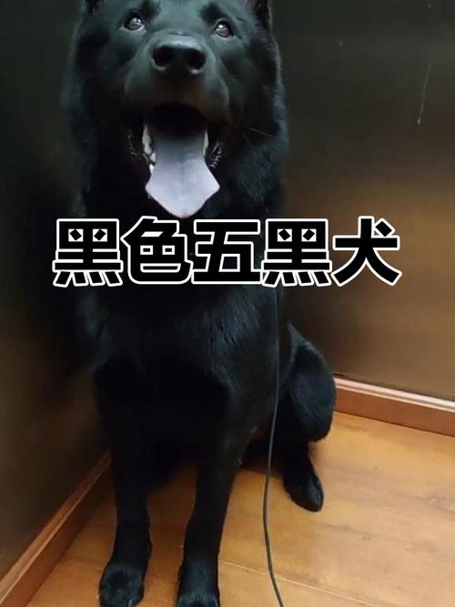 解析“黑色的狗狗取什么名字”你不知道的事-第4张图片 解析“黑色的狗狗取什么名字”你不知道的事-第4张图片