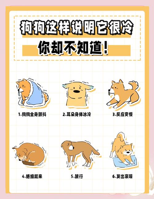 为什么狗狗一直发抖/为什么狗狗总发抖-第2张图片 为什么狗狗一直发抖/为什么狗狗总发抖-第2张图片