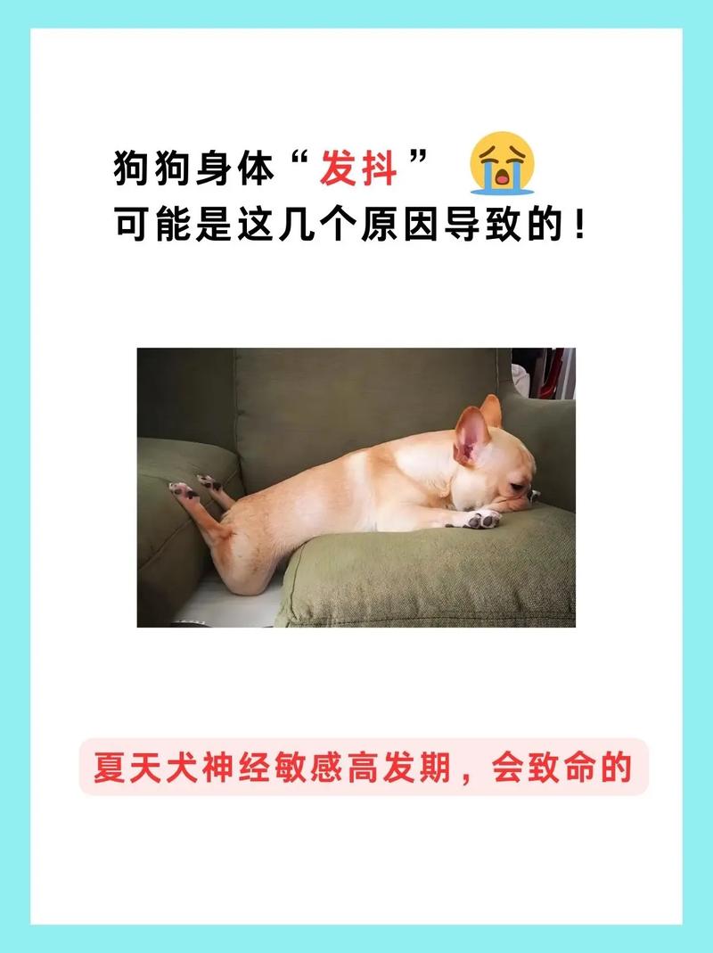为什么狗狗一直发抖/为什么狗狗总发抖-第8张图片 为什么狗狗一直发抖/为什么狗狗总发抖-第8张图片