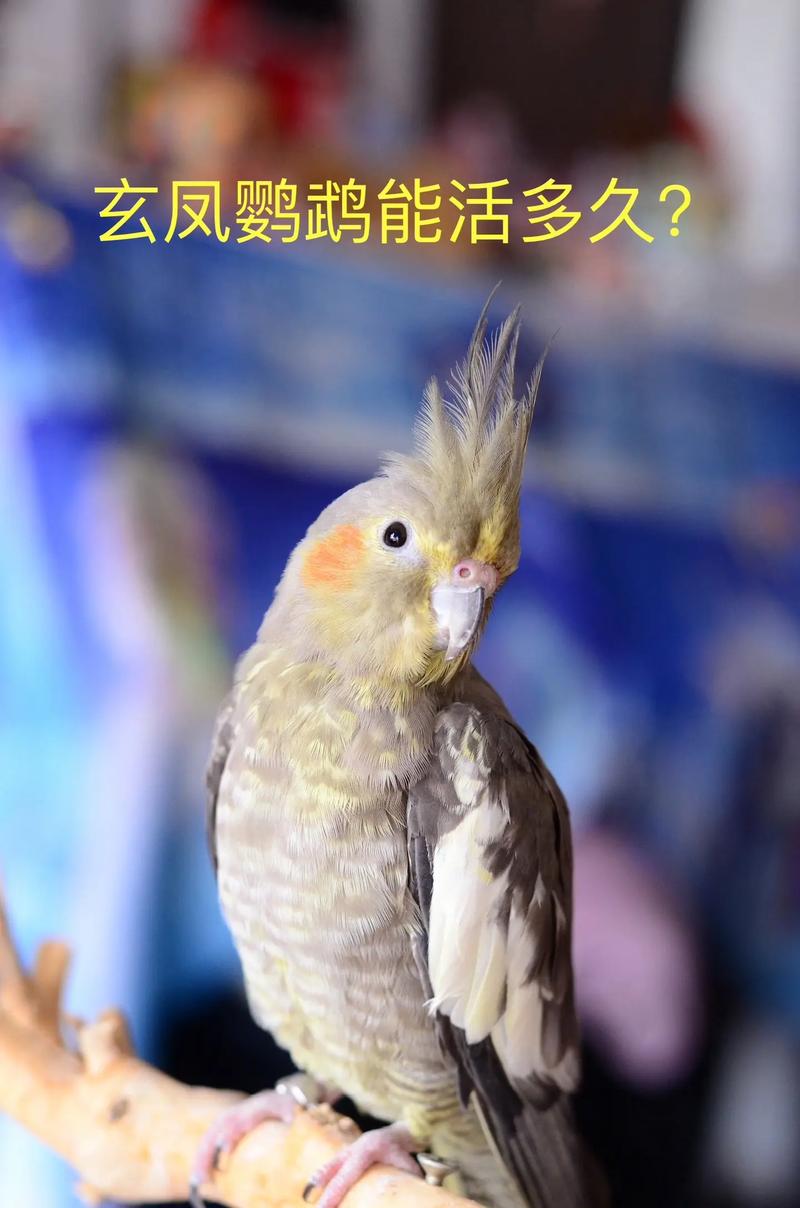 作为消费者“鹦鹉什么时候繁殖”你不能不知道-第1张图片 作为消费者“鹦鹉什么时候繁殖”你不能不知道-第1张图片