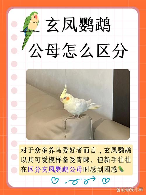 作为消费者“鹦鹉什么时候繁殖”你不能不知道-第4张图片 作为消费者“鹦鹉什么时候繁殖”你不能不知道-第4张图片