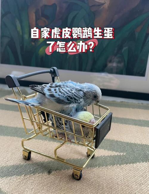 作为消费者“鹦鹉什么时候繁殖”你不能不知道-第5张图片 作为消费者“鹦鹉什么时候繁殖”你不能不知道-第5张图片