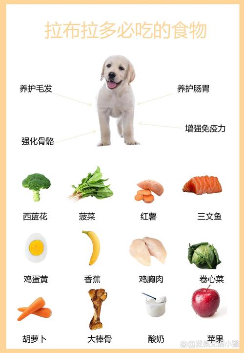 作为消费者“拉布拉多寻回犬吃什么”你不能不知道-第1张图片 作为消费者“拉布拉多寻回犬吃什么”你不能不知道-第1张图片
