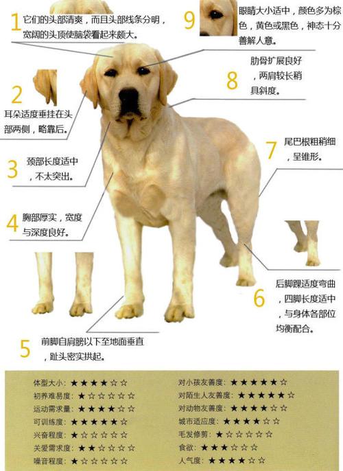 作为消费者“拉布拉多寻回犬吃什么”你不能不知道-第9张图片 作为消费者“拉布拉多寻回犬吃什么”你不能不知道-第9张图片