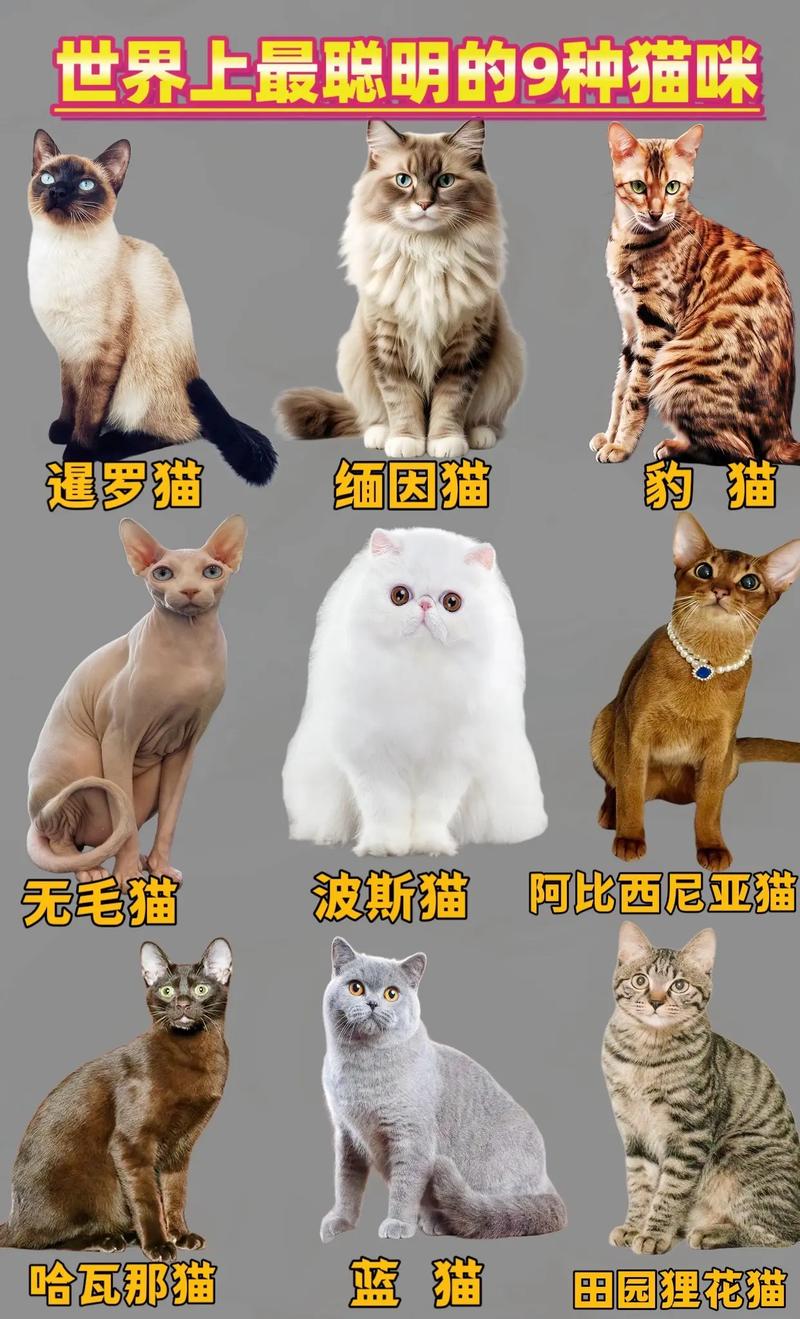 世界上有多少种猫/中国禁养的26种猫-第3张图片 世界上有多少种猫/中国禁养的26种猫-第3张图片