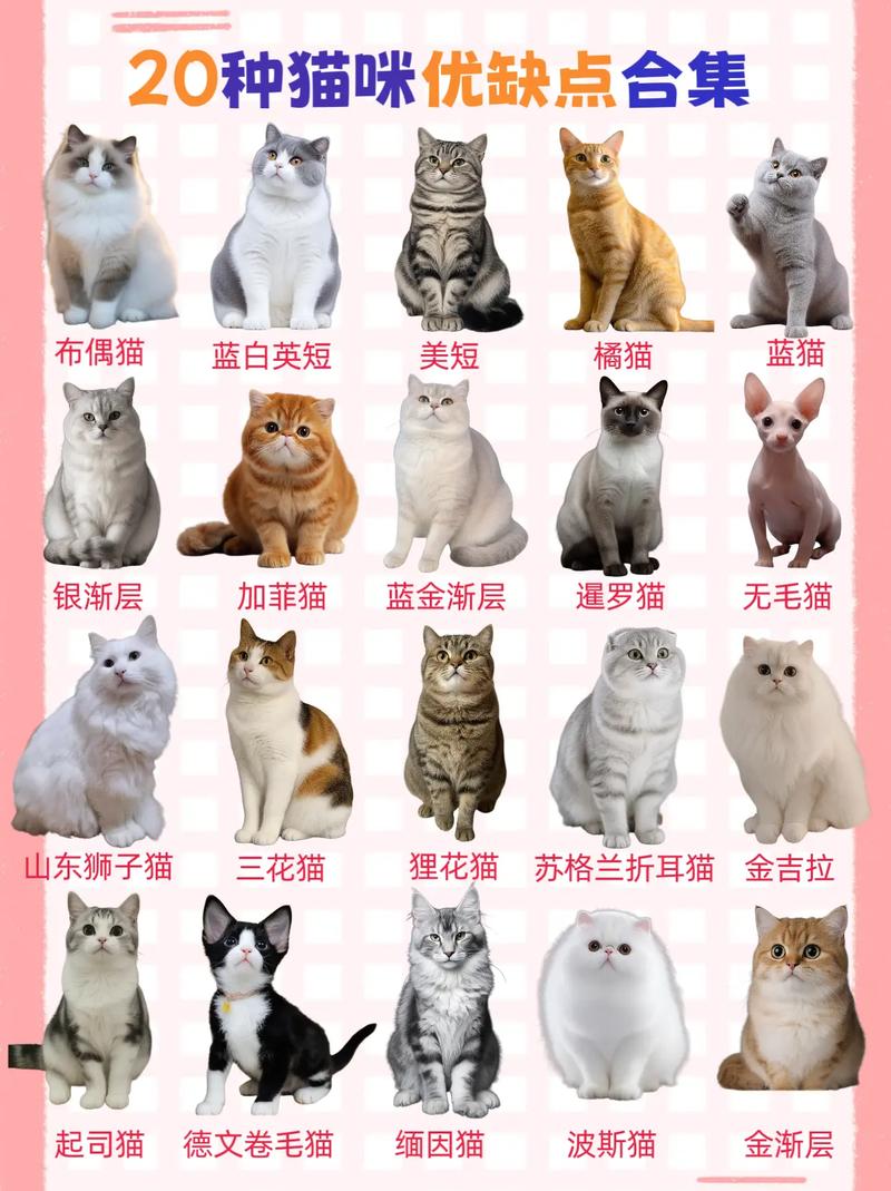 世界上有多少种猫/中国禁养的26种猫-第4张图片 世界上有多少种猫/中国禁养的26种猫-第4张图片