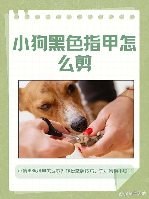狗狗的指甲可以剪掉吗,狗的指甲可以用剪刀剪吗-第4张图片 狗狗的指甲可以剪掉吗,狗的指甲可以用剪刀剪吗-第4张图片