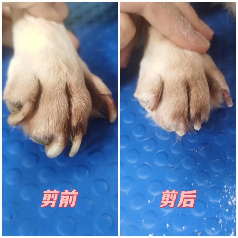 狗狗的指甲可以剪掉吗,狗的指甲可以用剪刀剪吗-第5张图片 狗狗的指甲可以剪掉吗,狗的指甲可以用剪刀剪吗-第5张图片