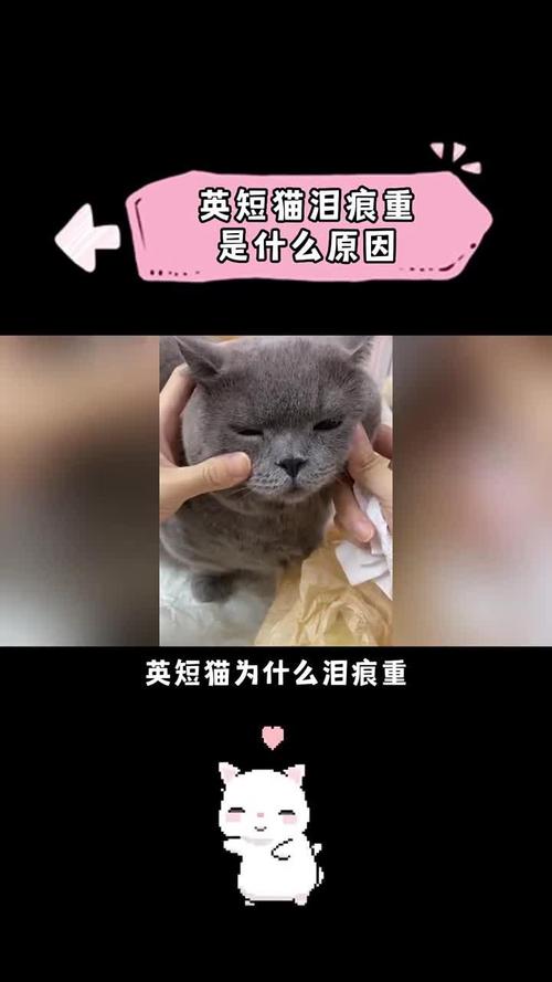 解析“猫咪泪痕重怎么办”你不知道的事-第1张图片 解析“猫咪泪痕重怎么办”你不知道的事-第1张图片