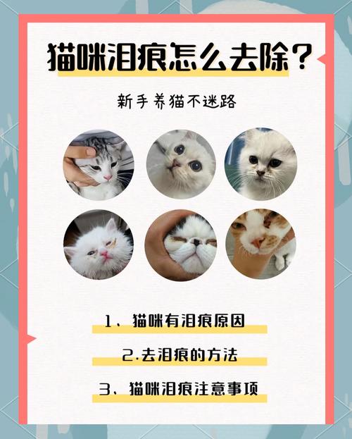 解析“猫咪泪痕重怎么办”你不知道的事-第3张图片 解析“猫咪泪痕重怎么办”你不知道的事-第3张图片