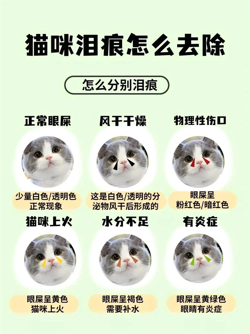 解析“猫咪泪痕重怎么办”你不知道的事-第6张图片 解析“猫咪泪痕重怎么办”你不知道的事-第6张图片