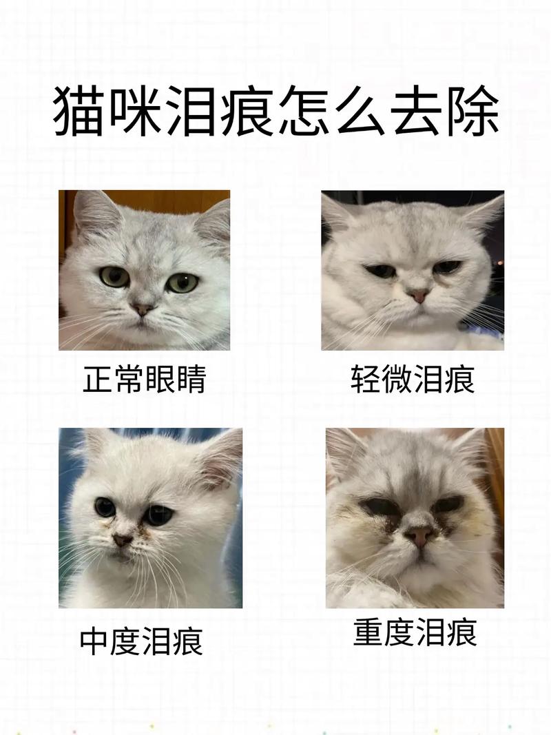 解析“猫咪泪痕重怎么办”你不知道的事-第8张图片 解析“猫咪泪痕重怎么办”你不知道的事-第8张图片